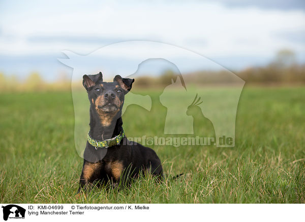 liegender Manchester Terrier / lying Manchester Terrier / KMI-04699