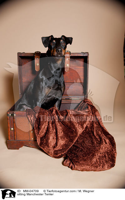 sitzender Manchester Terrier / sitting Manchester Terrier / MW-04709