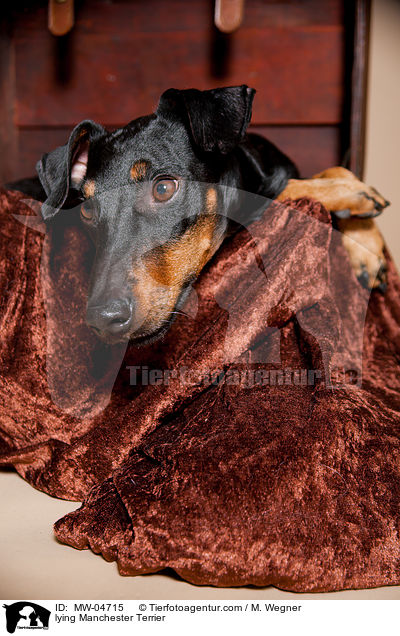 liegender Manchester Terrier / lying Manchester Terrier / MW-04715