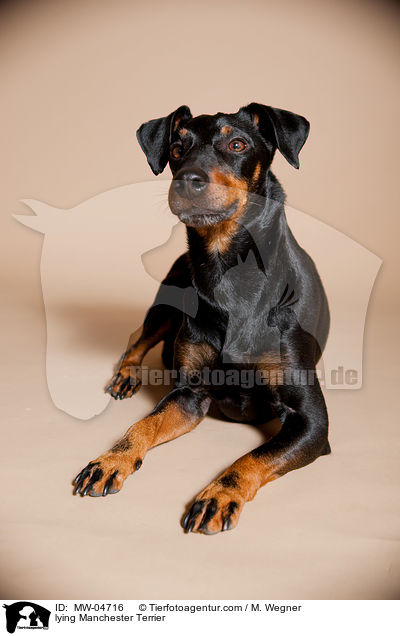 liegender Manchester Terrier / lying Manchester Terrier / MW-04716