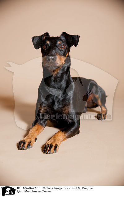liegender Manchester Terrier / lying Manchester Terrier / MW-04718