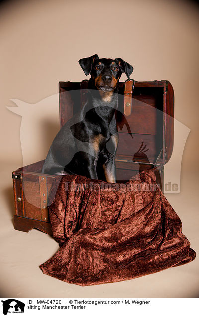 sitzender Manchester Terrier / sitting Manchester Terrier / MW-04720