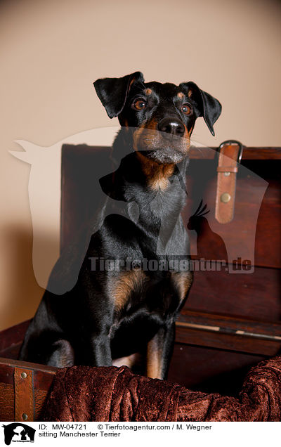 sitzender Manchester Terrier / sitting Manchester Terrier / MW-04721