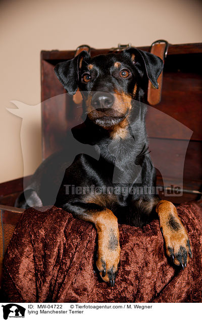 liegender Manchester Terrier / lying Manchester Terrier / MW-04722
