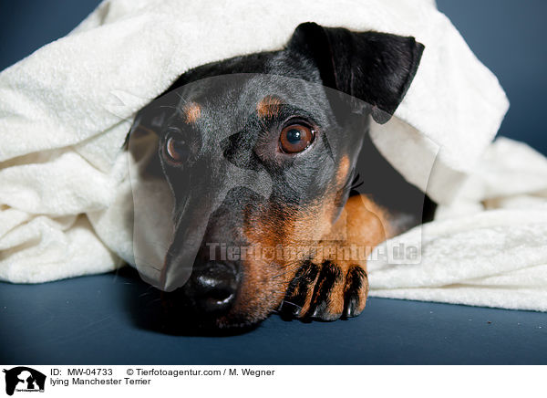 liegender Manchester Terrier / lying Manchester Terrier / MW-04733
