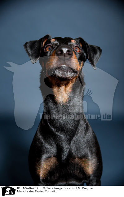 Manchester Terrier Portrait / MW-04737