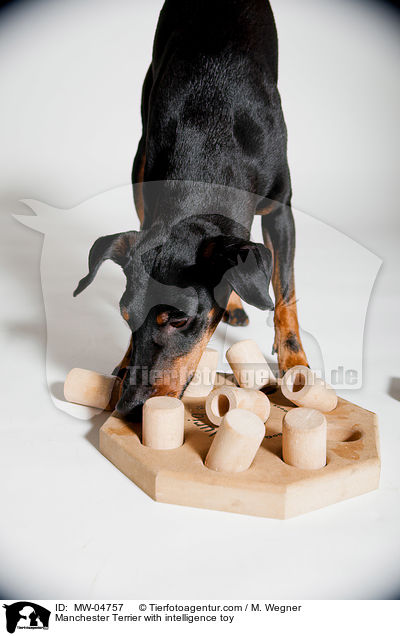 Manchester Terrier mit Intelligenzspielzeug / Manchester Terrier with intelligence toy / MW-04757
