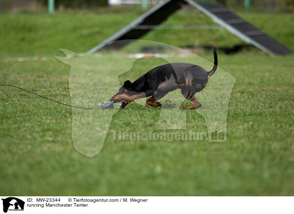 rennender Manchester Terrier / running Manchester Terrier / MW-23344