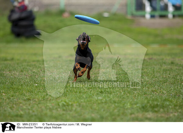 Manchester Terrier spielt Frisbee / Manchester Terrier plays frisbee / MW-23351