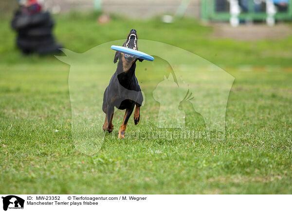 Manchester Terrier spielt Frisbee / Manchester Terrier plays frisbee / MW-23352