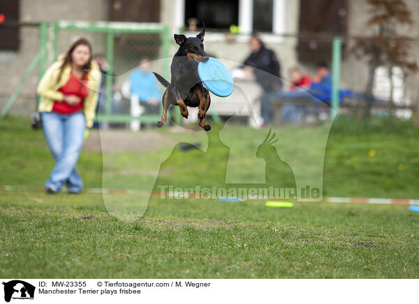 Manchester Terrier spielt Frisbee / Manchester Terrier plays frisbee / MW-23355