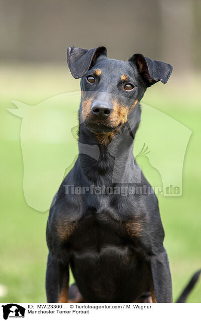 Manchester Terrier Portrait / Manchester Terrier Portrait / MW-23360