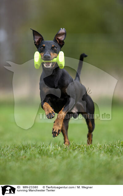 rennender Manchester Terrier / running Manchester Terrier / MW-23380