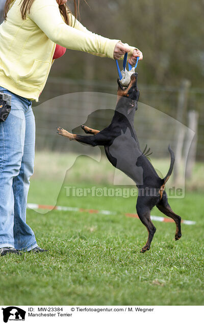 Manchester Terrier / Manchester Terrier / MW-23384
