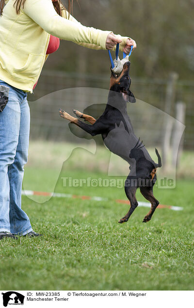 Manchester Terrier / Manchester Terrier / MW-23385