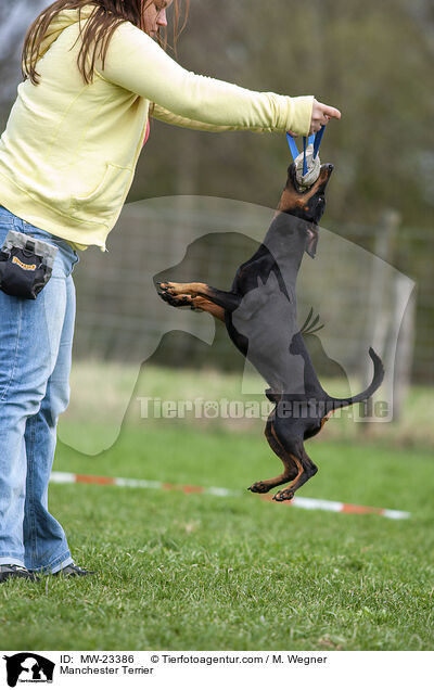 Manchester Terrier / Manchester Terrier / MW-23386