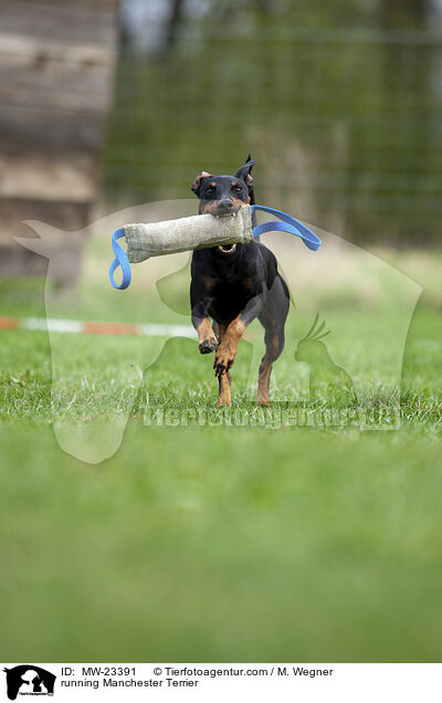 rennender Manchester Terrier / running Manchester Terrier / MW-23391