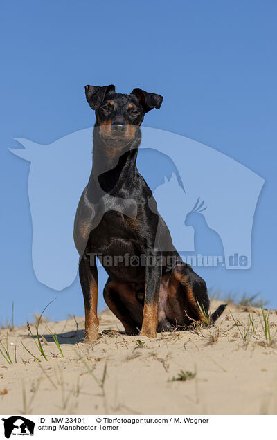 sitzender Manchester Terrier / sitting Manchester Terrier / MW-23401