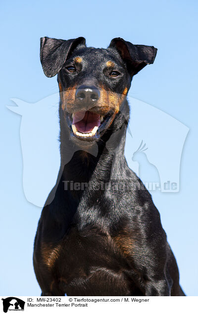 Manchester Terrier Portrait / MW-23402