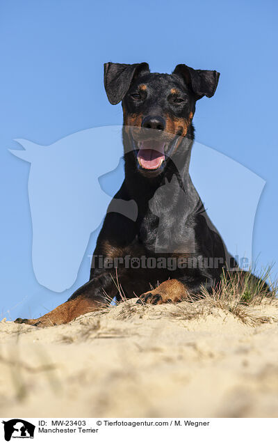 Manchester Terrier / Manchester Terrier / MW-23403