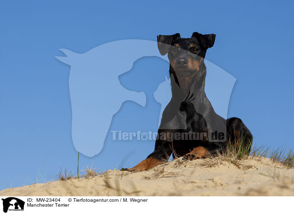 Manchester Terrier / Manchester Terrier / MW-23404