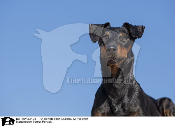 Manchester Terrier Portrait / Manchester Terrier Portrait / MW-23405