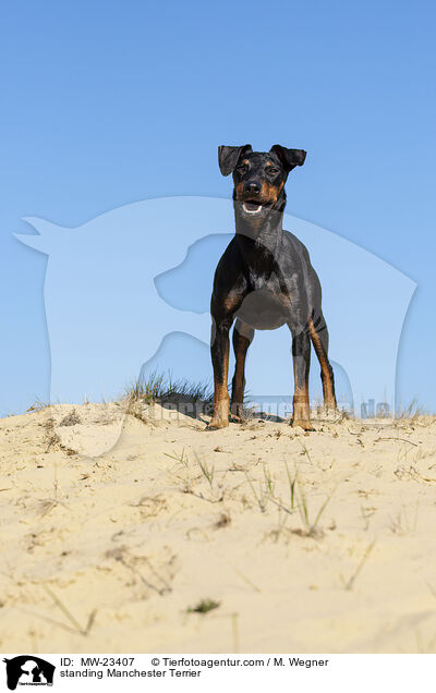 stehender Manchester Terrier / standing Manchester Terrier / MW-23407