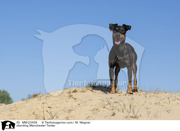 stehender Manchester Terrier / standing Manchester Terrier / MW-23408