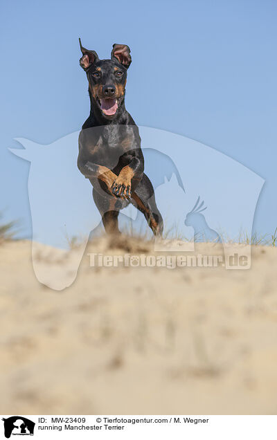 rennender Manchester Terrier / running Manchester Terrier / MW-23409