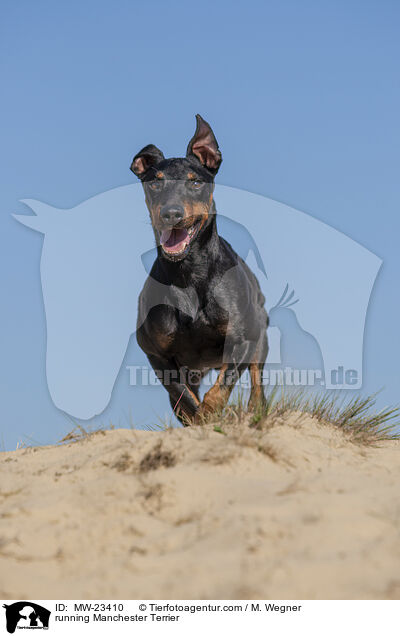 rennender Manchester Terrier / running Manchester Terrier / MW-23410