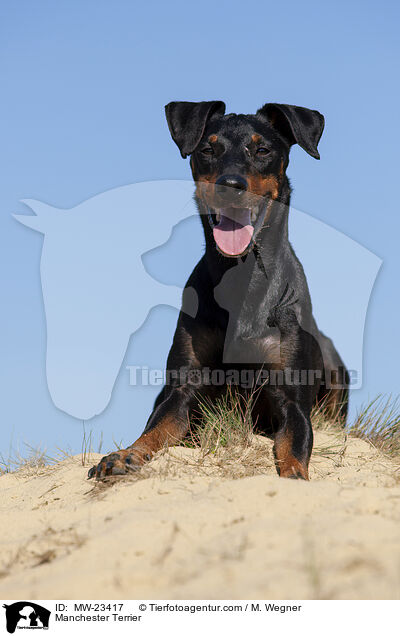 Manchester Terrier / Manchester Terrier / MW-23417