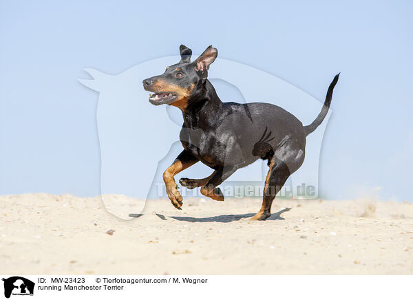 rennender Manchester Terrier / running Manchester Terrier / MW-23423