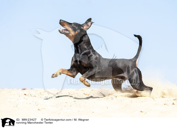 rennender Manchester Terrier / running Manchester Terrier / MW-23427