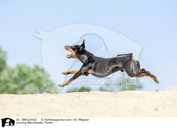 rennender Manchester Terrier / running Manchester Terrier / MW-23432