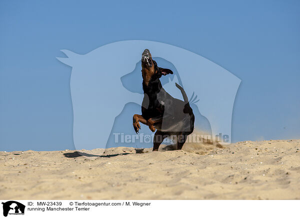 rennender Manchester Terrier / running Manchester Terrier / MW-23439