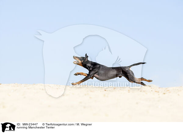 rennender Manchester Terrier / running Manchester Terrier / MW-23447
