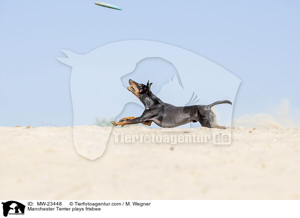 Manchester Terrier spielt Frisbee / Manchester Terrier plays frisbee / MW-23448