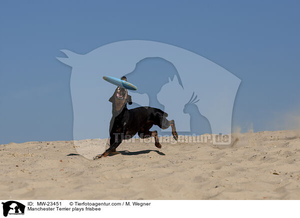 Manchester Terrier spielt Frisbee / Manchester Terrier plays frisbee / MW-23451