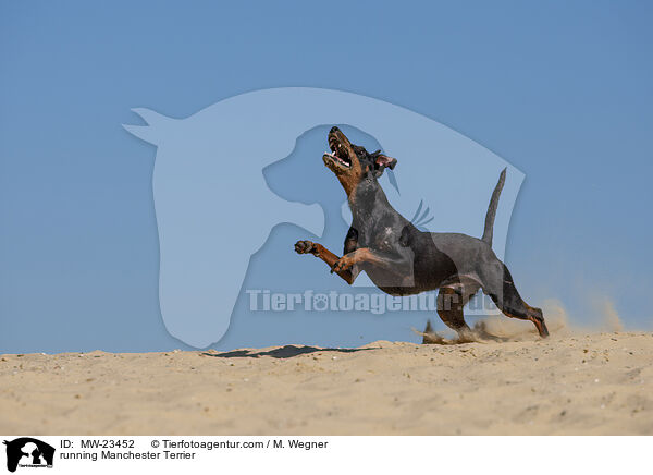 rennender Manchester Terrier / running Manchester Terrier / MW-23452