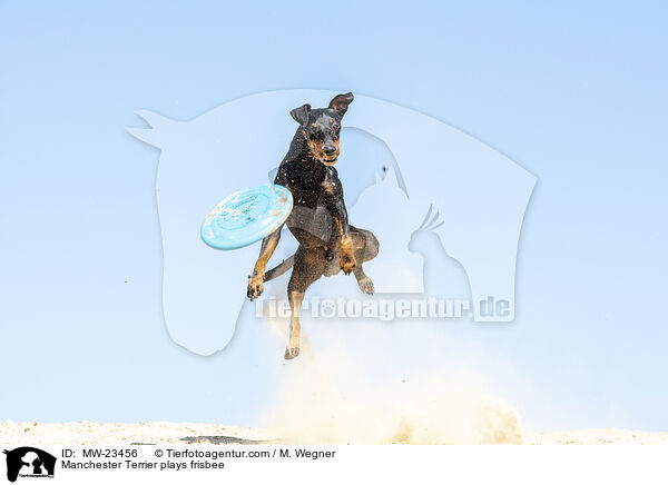 Manchester Terrier plays frisbee / MW-23456