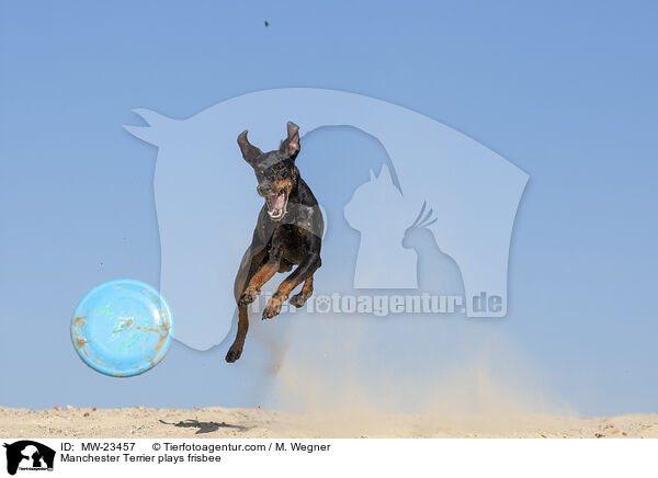 Manchester Terrier plays frisbee / MW-23457