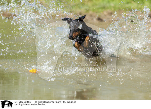 rennender Manchester Terrier / running Manchester Terrier / MW-23460