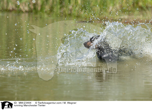 rennender Manchester Terrier / running Manchester Terrier / MW-23464