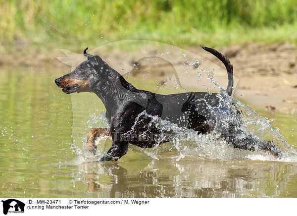 rennender Manchester Terrier / running Manchester Terrier / MW-23471