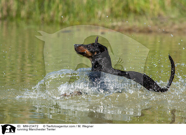 rennender Manchester Terrier / running Manchester Terrier / MW-23472