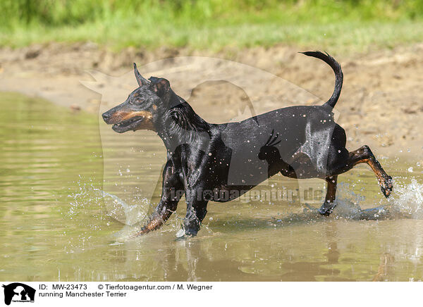 rennender Manchester Terrier / running Manchester Terrier / MW-23473
