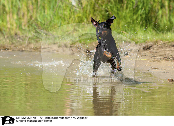 running Manchester Terrier / MW-23478