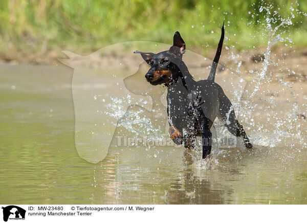 rennender Manchester Terrier / running Manchester Terrier / MW-23480