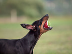 English Toy Terrier