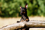 English Toy Terrier